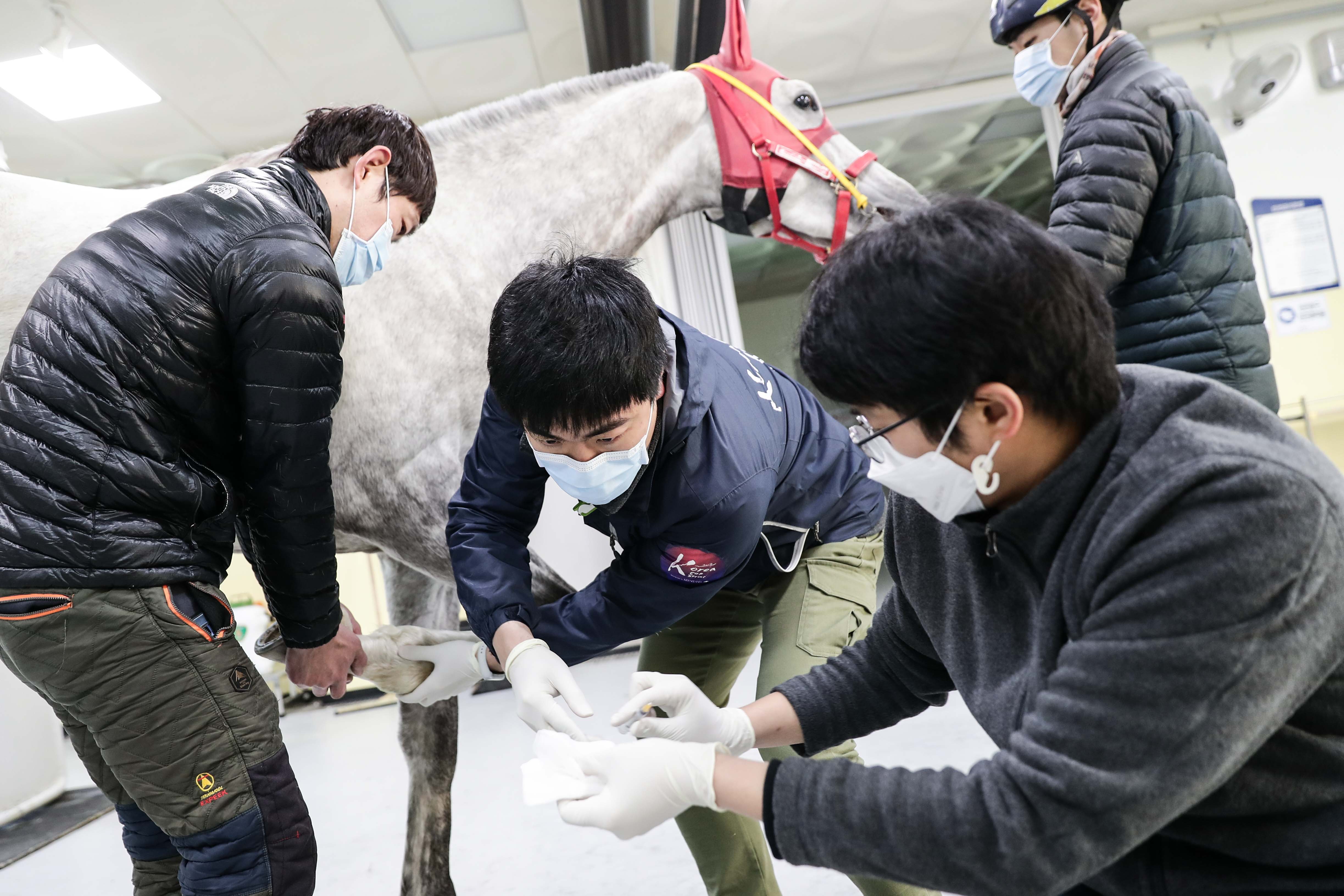 (단신2)(사진)한국마사회 소속 말 전문 수의사의 진료활동.jpg