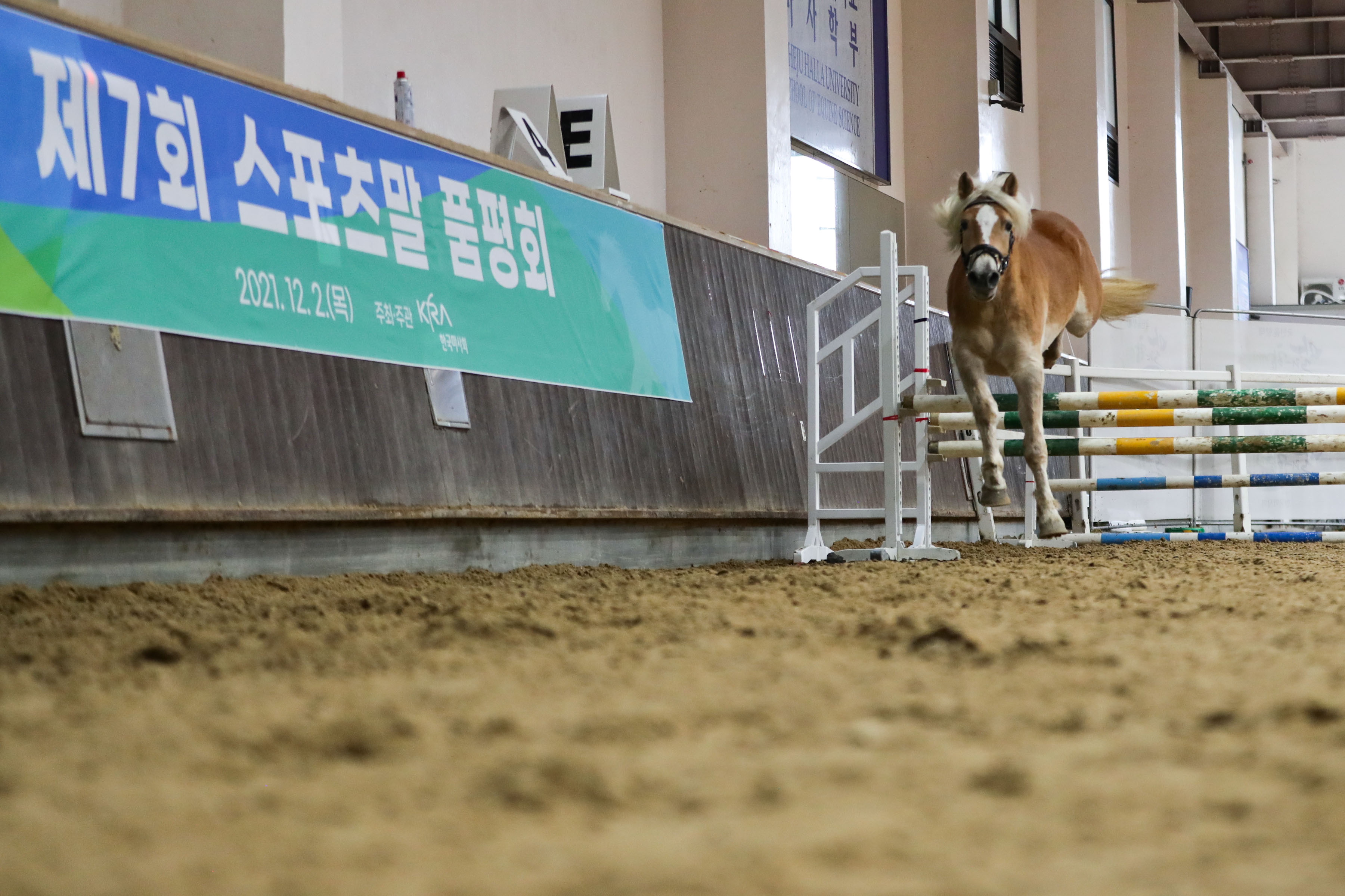 (부정기)(사진)스포츠말 품평회 (1).jpg